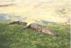Filename=gator.jpg
Filesize=7KB
Dimensions=267x184
Date added=Jul 01, 2007 gator.jpg