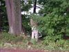 Filename=ike4.jpg
Filesize=55KB
Dimensions=500x375
Date added=Jul 03, 2007 ike4.jpg